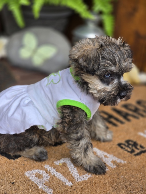 miniature schnauzer