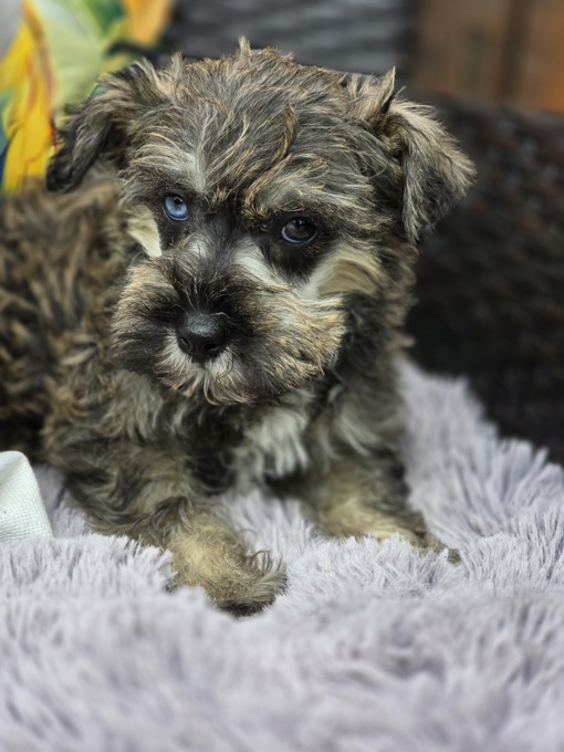 miniature schnauzer