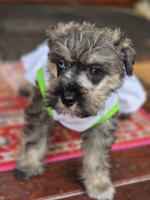 miniature schnauzer