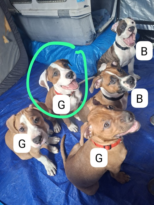Basenji