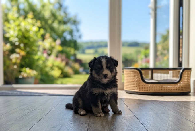 Pomsky