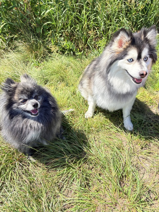 Pomsky