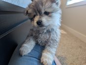 Pomsky