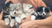 Pomsky