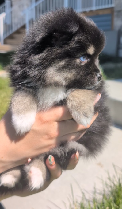 Pomsky