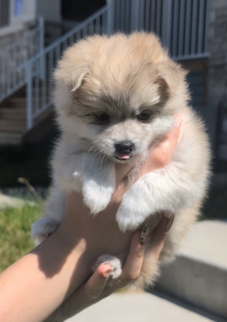 Pomsky