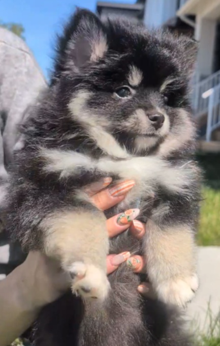 Pomsky