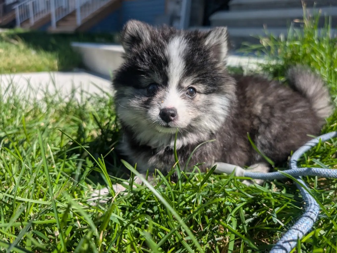 Pomsky