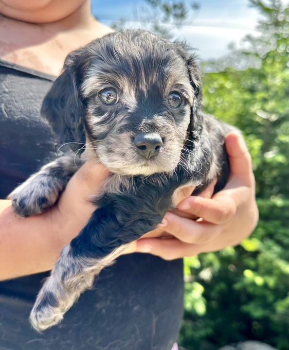 Cockapoo