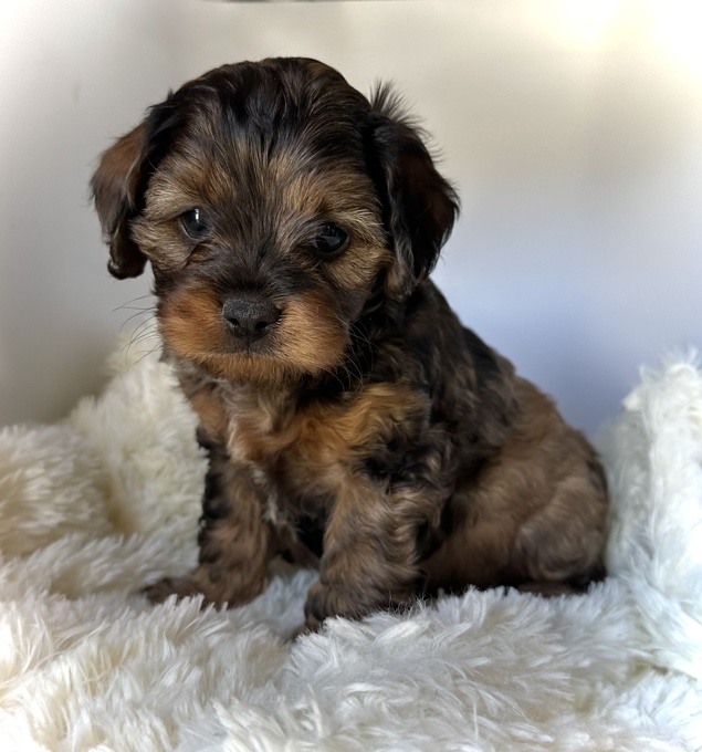 Cockapoo