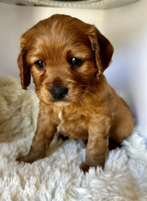Cockapoo