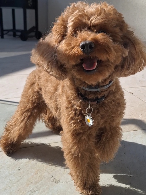 golden doodle