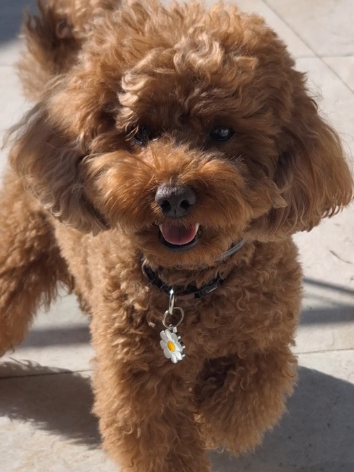 golden doodle