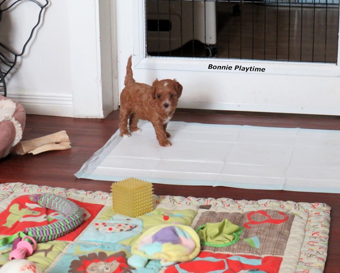Cavapoo