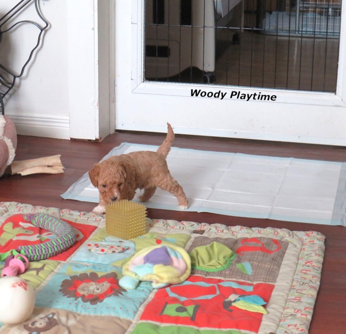 Cavapoo