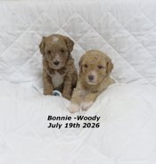 Cavapoo