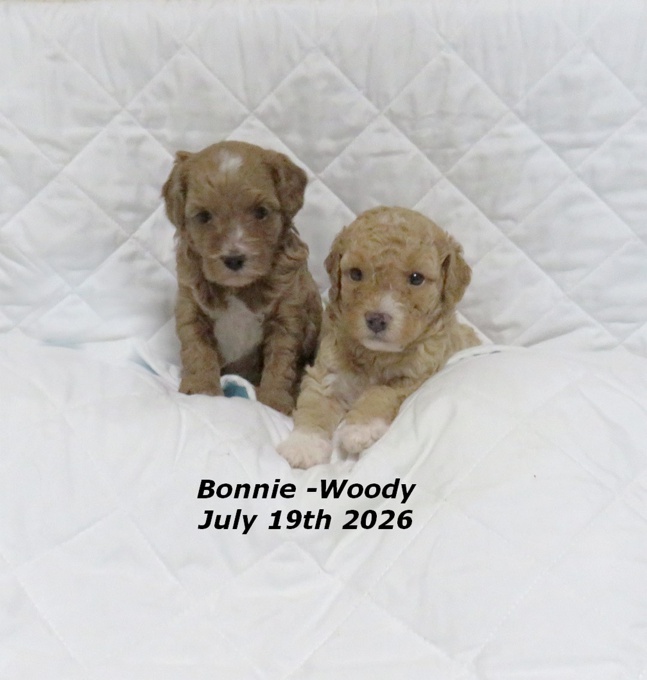 Cavapoo