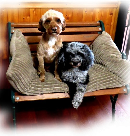 Cavapoo