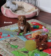 Cavapoo