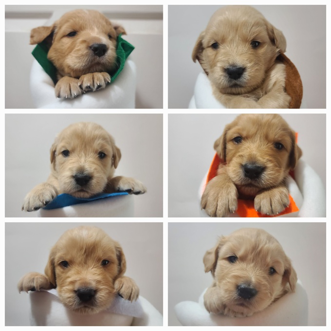 Golden Retriever