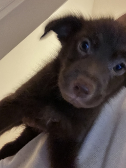 Labrador retriever
