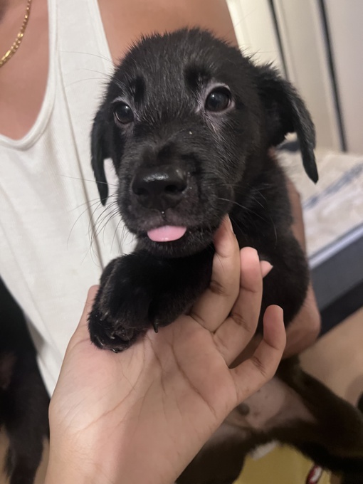 Labrador retriever