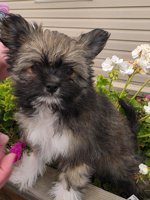 Pomeranian chihuahua