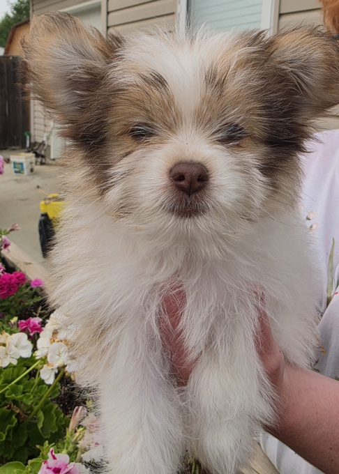 Pomeranian chihuahua