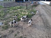 great pyrenese kengal cross