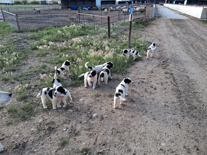 great pyrenese kengal cross