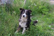 Australian Shepperd Pure Bred