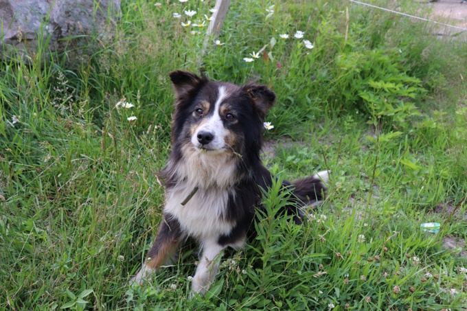 Australian Shepperd Pure Bred