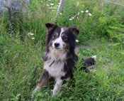 Australian Shepperd Pure Breed 