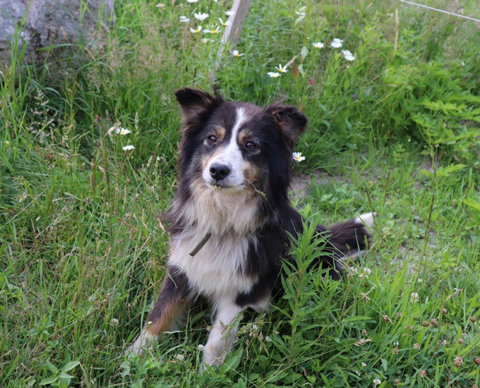 Australian Shepperd Pure Breed 