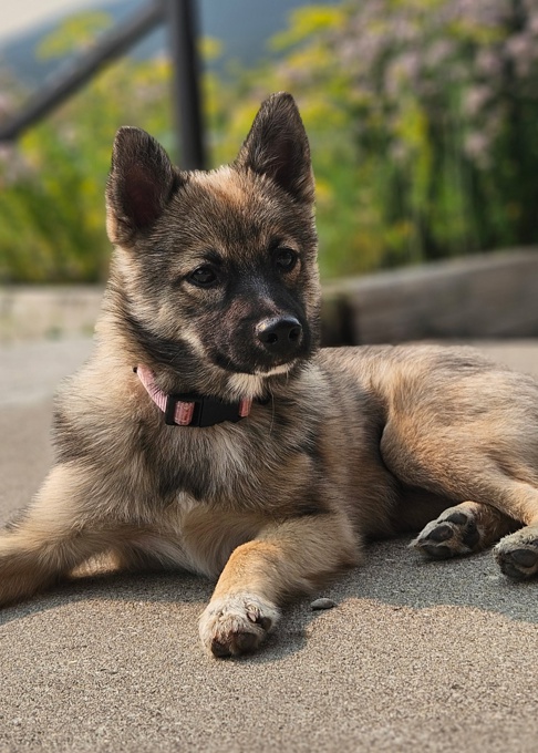Pomsky