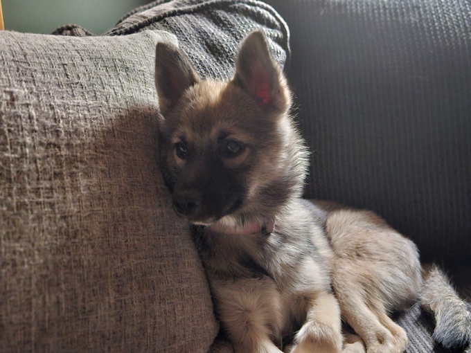 Pomsky