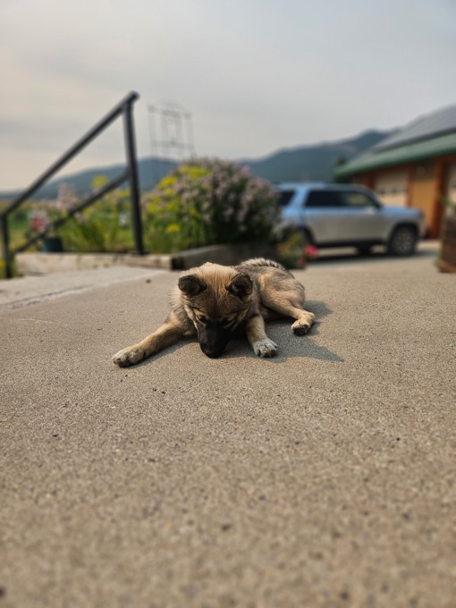 Pomsky