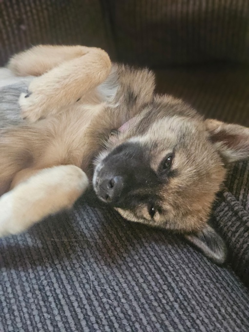Pomsky