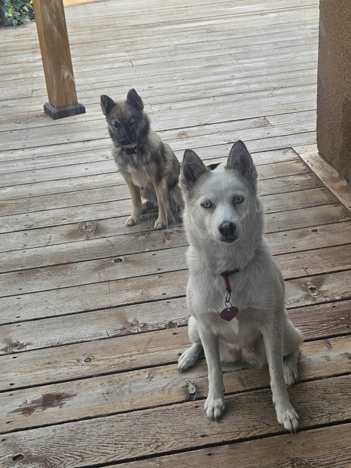 Pomsky