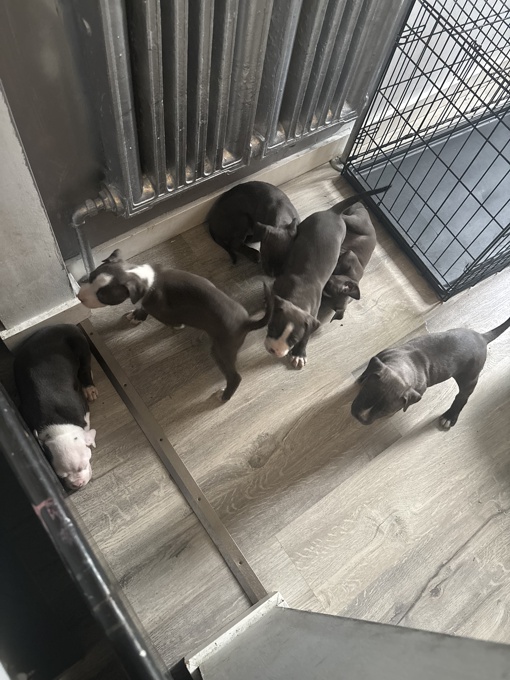 American pitbulls