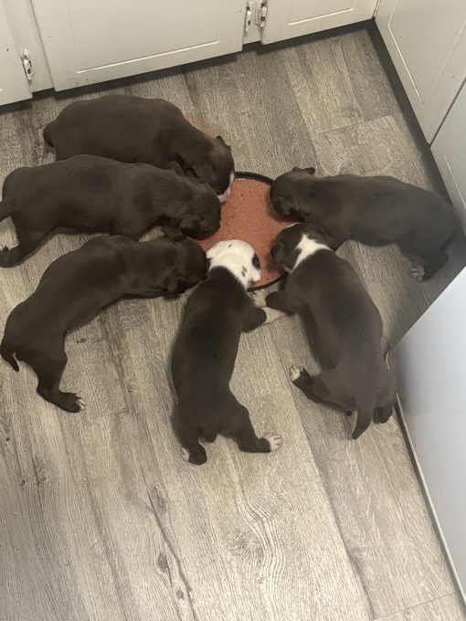 American pitbulls