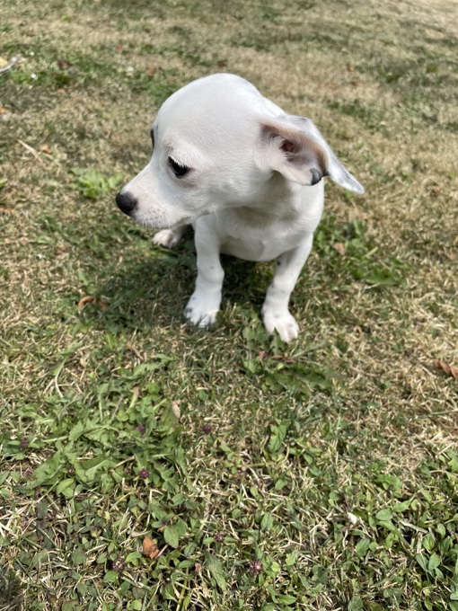 Chihuahua