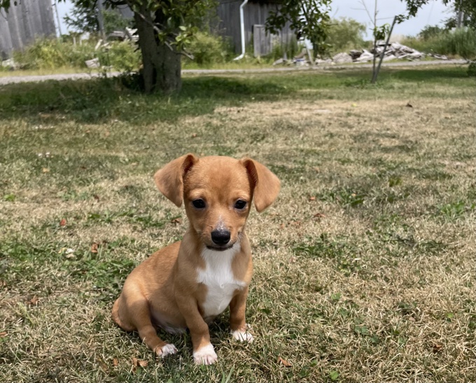 Chihuahua