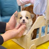 corgi