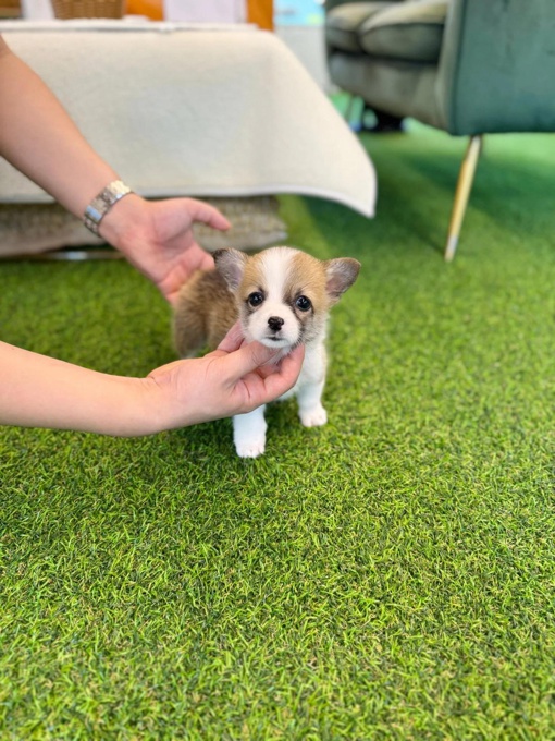 corgi
