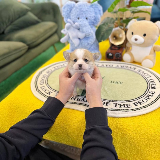 corgi