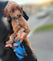 Toy Poodle