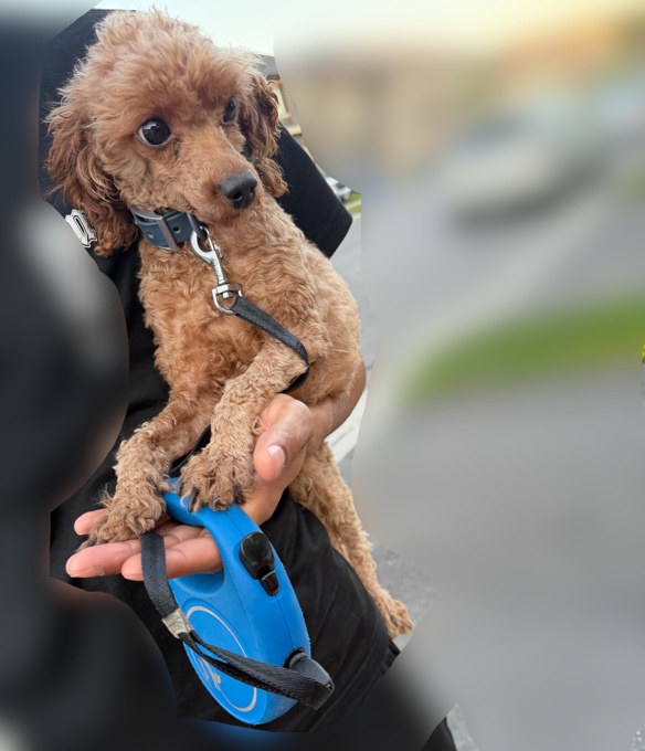 Toy Poodle