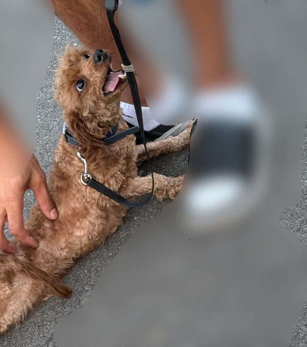 Toy Poodle