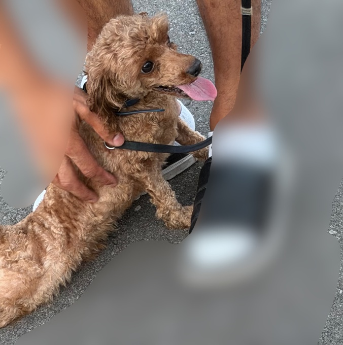 Toy Poodle